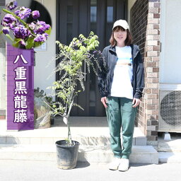 直ぐに藤棚藤の花が楽しめます2024年4月中旬開花中 藤苗 <strong>八重黒龍藤</strong> フジ ぼたんふじ