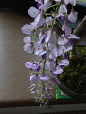 盆栽： 藤盆栽 【藤盆栽】2012年の春に開花花は4月後半位にに咲きます　今シーズンの開花は終了いたしました。