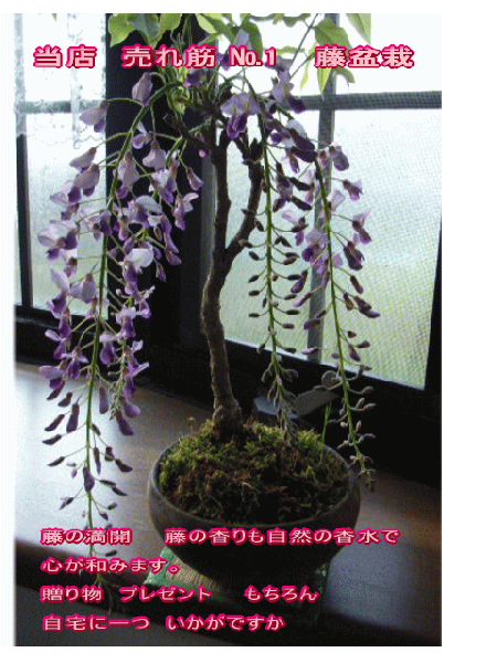2012年5月開花終了しました。盆栽：野田藤盆栽　　一月〜三月は落葉した状態でのお届けとなります。