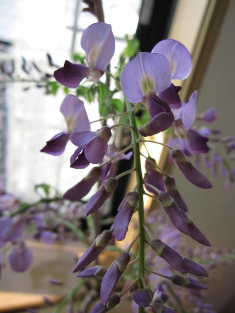 盆栽：野田藤　【藤盆栽大】しだれた藤の紫でとっても可憐です。開花は　4月後半〜　5月初旬です