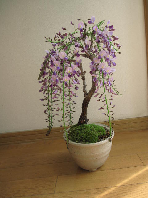 2012年の　当店お勧め盆栽： 野田藤盆栽信楽鉢入り贈り物に最適5月6日開花終了しました