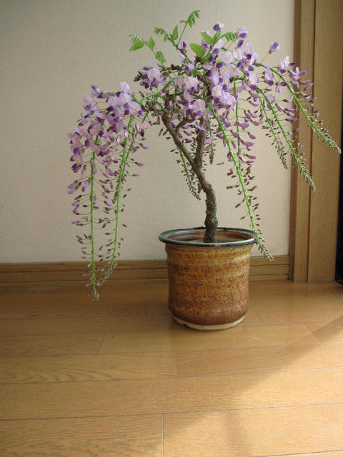 2012年の春に開花が楽しみな 盆栽： 藤盆栽信楽鉢入り　2012年は　淡い紫色の藤盆栽で　お花見花は4月中頃〜後半位にに咲きます花つきが良く　毎年花を咲かしてくれます。　　