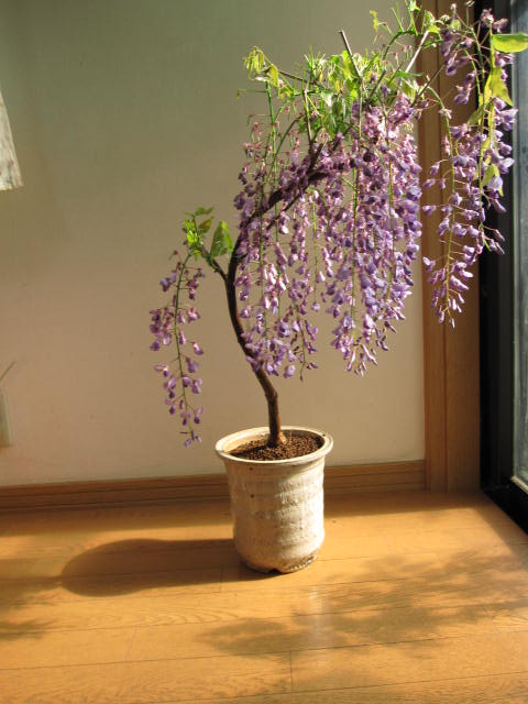 盆栽：黒竜藤2012年5月1日開花中です。　【藤盆栽】しだれた藤の紫でとっても可憐です。