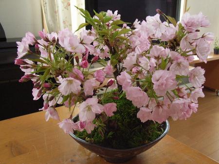 自宅でお花見【盆栽：2012年桜の盛り合わせ：【送料無料】　桜盆栽