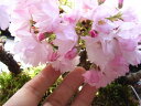 2012年盆栽：桜と雛草の盛り合わせ：桜盆栽