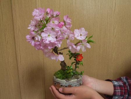 盆栽：桜　長寿梅の寄せ植え 　桜盆栽贈り物に最適　花見の後　葉桜もいいですよ開花は毎年　4月中頃桜の寄せ植え開花時期　四月初旬〜中頃