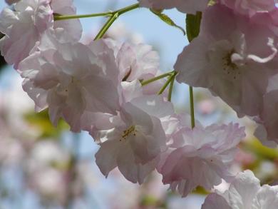 　家の庭や玄関に　桜で景色をより美しく　 小さな　美化運動は　桜を育てること桜の苗　【福禄寿（フクロクジュ）桜】