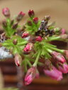 盆栽：桜　長寿梅の寄せ植え 　桜盆栽送料無料