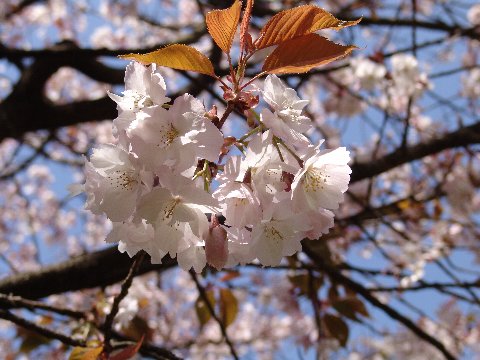桜の苗　【手羽女桜 】桜庭木
