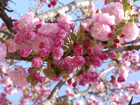 桜の苗　【紅華コウカ 】桜桜庭木　家の庭や玄関に　桜で景色をより美しく　 小さな　美化運動は　桜を育てること