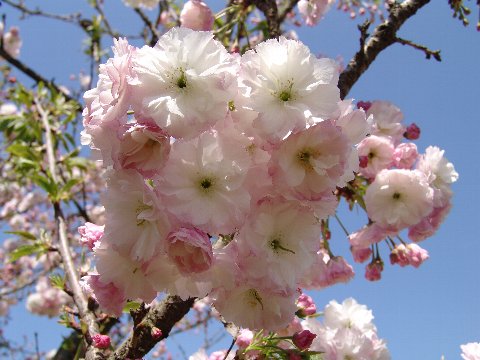 桜の苗　松月桜桜庭木　家の庭や玄関に　桜で景色をより美しく　 小さな　美化運動は　桜を育てること