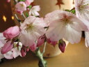 盆栽：御殿場桜桜満開ギフト　　お祝い桜盆栽　2012年春に開花します。
