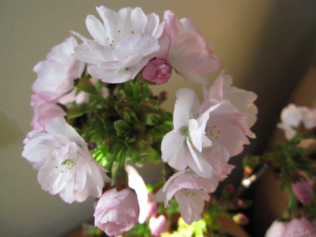 2012年の春に開花桜を見る盆栽：南殿桜 八重咲きの　ピンクの花の　南殿桜海外でも　BONSAI ボンサイと言います。　南殿桜盆栽