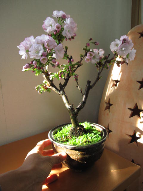 八重 【盆栽】桜盆栽 　盆栽 さくらの開花は四月頃に開花します。2017年花芽付の桜盆栽と…...:minibonsai:10003583