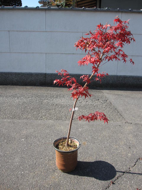 出猩々【もみじ】 【鉢植えもみじ】【紅葉】