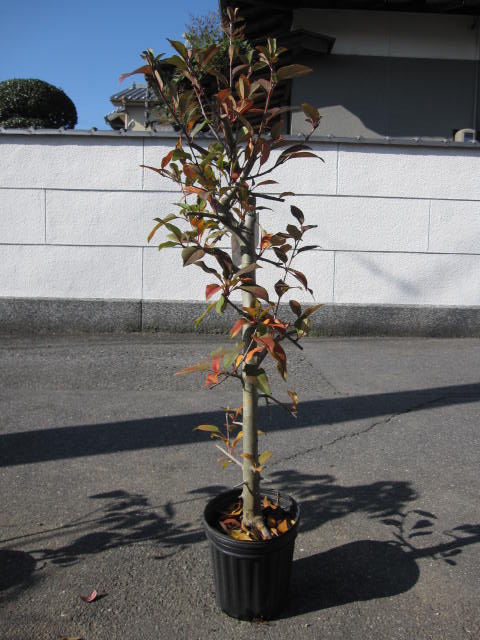 2012年　花芽有り　　　桜苗【花海棠桜 】【桜】　大苗桜庭木カイドウ桜