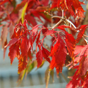 大苗　もみじ 苗　腰蓑【もみじ】 【庭木苗】【紅葉】高さ　約100センチ春　夏　秋　冬　と　四季が奏でる　　もみじ腰蓑もみじは　