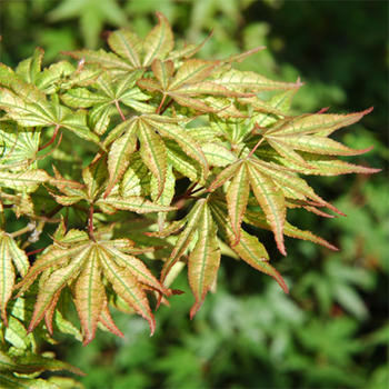 大苗　もみじ　沢千鳥　 【もみじ】 【もみじ苗】【紅葉】高さ　約100センチ