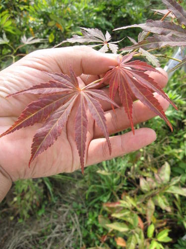 苗　もみじ　大苗明鳥【もみじ】 【庭木苗】【紅葉】高さ　約1m春　夏　秋　冬　と　四季が奏でる　　もみじもみじは　葉が秋には黄葉するモミジです。