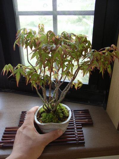 お中元に　盆栽【もみじ】【ミニ盆栽】【 寄せ植え】寄せ植え　もみじ盆栽...:minibonsai:10000955