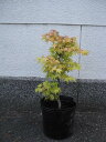 茜もみじ【もみじ】 【ポット大苗】【紅葉】 もみじの中でもつねに人気樹の茜もみじ 秋の紅葉はこれぞ茜色