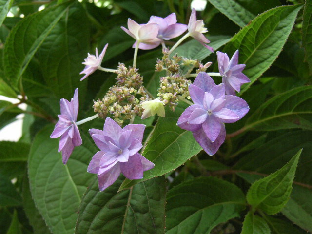 2012年母の日に山アジサイ七段花【ギフト】 【幻のあじさい】