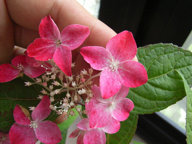 日本の山アジサイをプレゼント2012年六月開花山アジサイ 紅【贈り物に紫陽花】 【紫陽花】