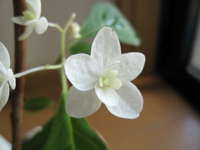 ヤマアジサイ：　白鳥紫陽花 小鉢入り白の八重ガク、両性花に小さな装飾花 花の大きさは一円玉位です。