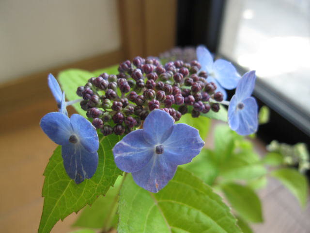 山アジサイ 伊予の青絣【紫陽花の苗】　小苗