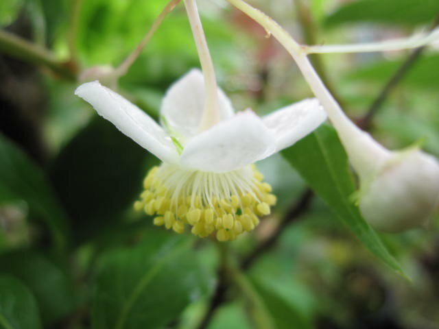 梅花甘茶アジサイバイカ甘茶 【あじさい】中苗下向きに咲く　梅花甘茶は　白い4弁花を開きに咲くのが　特徴です