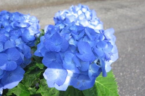 ブルー紫陽花2012年 今期開花終了