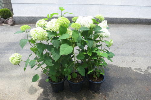 6月23日開花中送料無料アナベル　アジサイ 　お買い得アジサイ　大苗　5本セット2012年アナベルセット切り花でも楽しめます　アナベル
