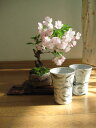 送料無料桜盆栽：桜 仲良く お花見盆栽　風雲信楽コップ付き