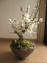 2012年3月頃頃開花予定盆栽: 白梅盆栽梅盆栽　開花の梅花も香りもすばらしいです。　　ちなみに海外でも　BONSAI ボンサイと言います。　玄関を彩る梅の花　　白梅