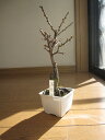 苗梅盆栽向け: 玉牡丹梅ミニ梅の苗2013年開花花芽有り