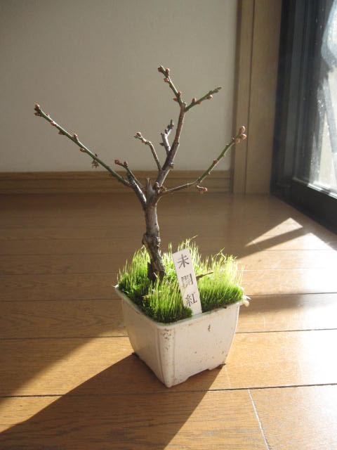 梅苗　盆栽向き: 未開紅梅ミニ梅の苗未開紅梅ミニ梅の盆栽...:minibonsai:10006542