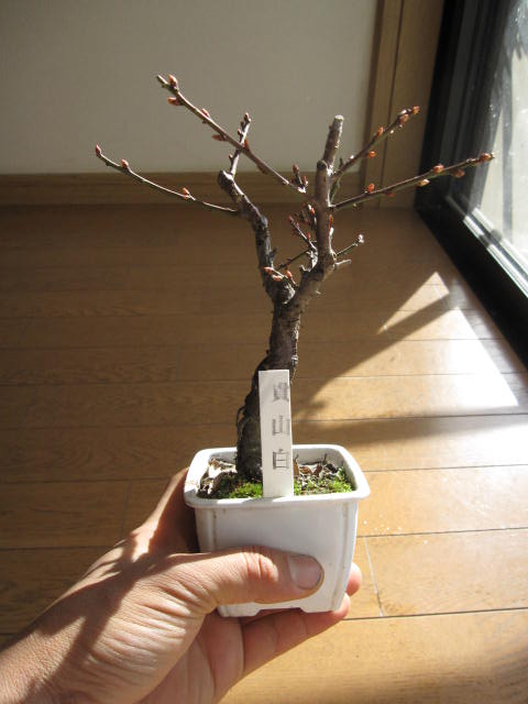 貴山白梅 ポット入り【盆栽向き】梅苗梅盆栽...:minibonsai:10004778