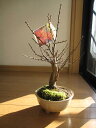 盆栽: 大盃盆栽梅盆栽　開花時期は2月頃です 紅梅で玄関に優しい梅の香りを満喫してください