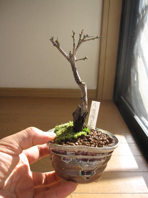 梅盆栽 【盆栽】信楽焼き入り八重西王梅盆栽...:minibonsai:10006617