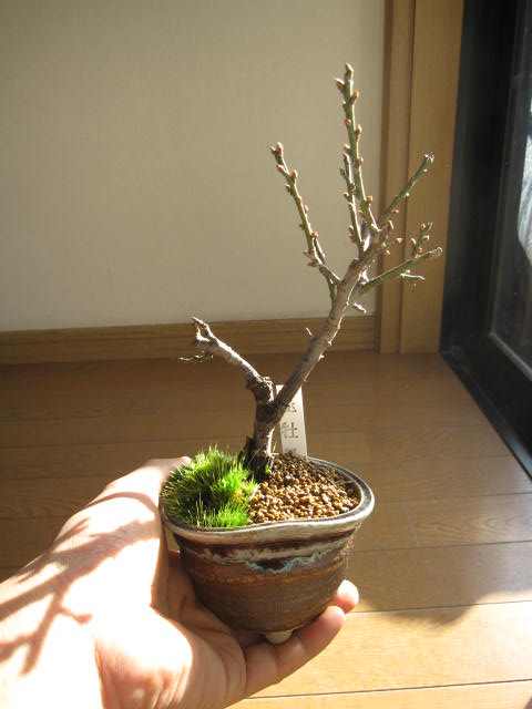 梅盆栽 【盆栽】信楽焼き入り玉牡丹盆栽...:minibonsai:10006624