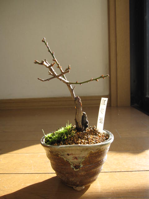 梅盆栽 【盆栽】信楽焼き入り紅冬至盆栽...:minibonsai:10006623