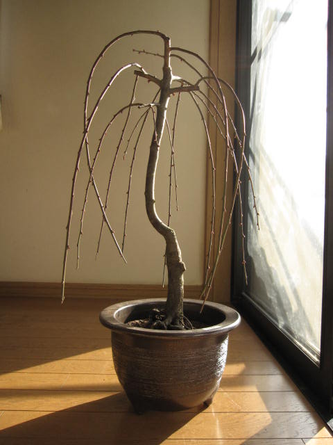 2012年送料無料盆栽: しだれ梅寄せ植え盆栽八重しだれ梅3月11日咲き始めです。
