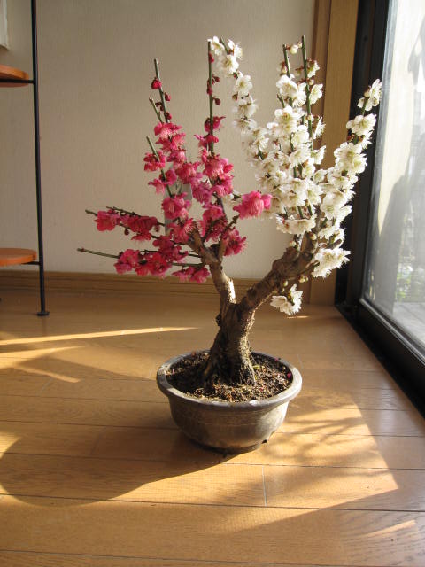 2012年3月初頃開花予定紅白梅の開花今年の開花は少し遅めです。おススメです。紅白梅ポット入り 【お買い得】紅白梅一本の樹から紅と白の梅の花花も綺麗ですがやっばり　梅の甘い天然の香りが最高です。開花予定　二月中頃〜 めでたい　紅白梅盆栽