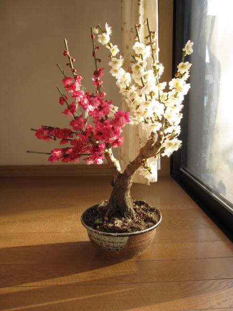 2012年3月初頃から開花予定今年の開花は少し遅めです。　プレゼントにも最適 紅白梅梅盆栽 【盆栽】信楽焼き入り紅白梅盆栽ちなみに海外でも　BONSAI ボンサイと言います。