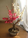 2012年3月初頃開花予定梅の開花今年の開花は少し遅めです。 紅白梅梅盆栽 【盆栽】信楽焼き入り紅白梅盆栽ちなみに海外でも　BONSAI ボンサイと言います。