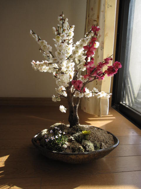 2012年3月初頃開花予定紅白梅ヒナ盆栽：彩盆栽舟盛りセット贈り物盆栽信楽鉢入り　紅白梅盆栽寄せ植え