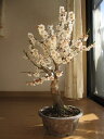 2012年3月頃開花予定白梅ポット入り 【お買い得】純白の白い梅花も綺麗ですがやっばり　梅の甘い天然の香りが最高です。開花予定　二月中頃〜 めでたい　紅白梅盆栽