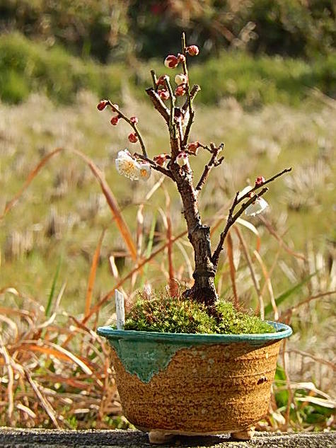 ミニ盆栽梅盆栽　白梅八重咲き...:minibonsai:10009062