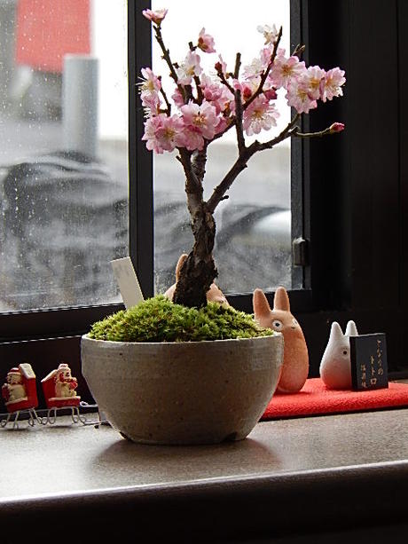 ミニ盆栽梅盆栽　八重ピンク咲き 2017年2月頃開花予定...:minibonsai:10009061