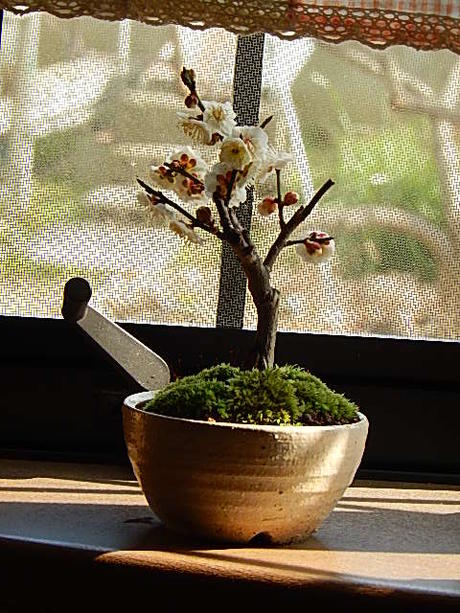 ミニ盆栽梅盆栽　白梅八重咲き　2017年花芽確認...:minibonsai:10009063